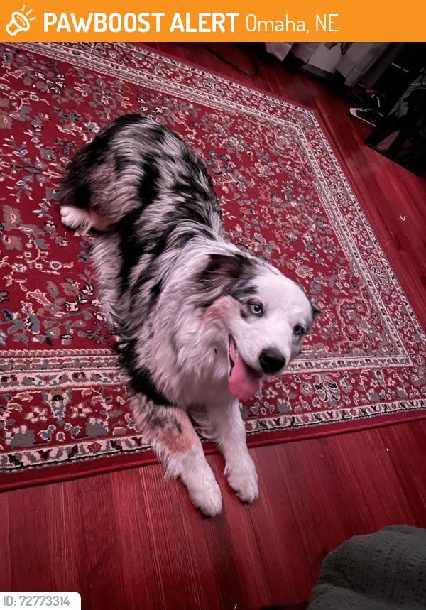 Found/Stray Male Dog last seen 40th and Leavenworth, Omaha, NE 68131