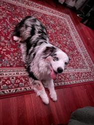 Found/Stray Male Dog last seen 40th and Leavenworth, Omaha, NE 68131