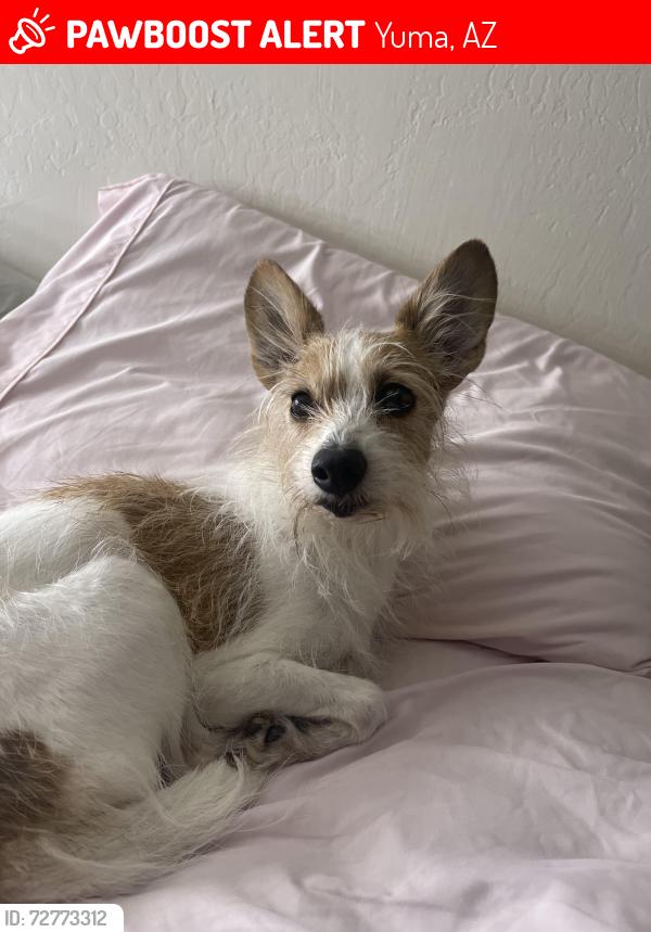 Lost Male Dog last seen Barkley ranch area 47th Drive, Yuma, AZ 85364