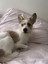 Lost Male Dog last seen Barkley ranch area 47th Drive, Yuma, AZ 85364