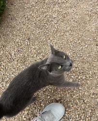 Found/Stray Female Cat last seen Elliot and Cambridge, Gilbert, Gilbert, AZ 85233