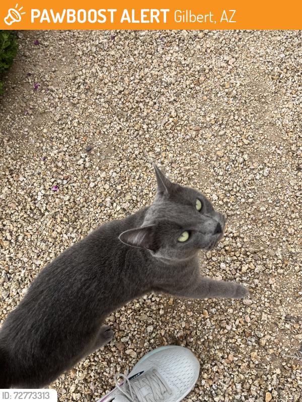 Found/Stray Female Cat last seen Elliot and Cambridge, Gilbert, Gilbert, AZ 85233
