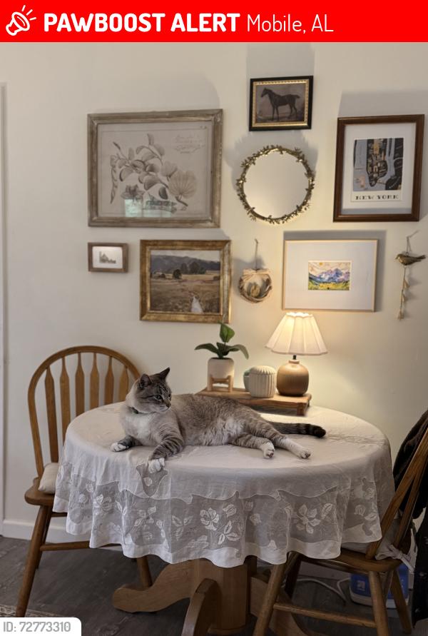 Lost Male Cat last seen Brookline Drive,Mobile AL, Mobile, AL 36693