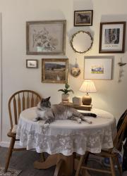 Lost Male Cat last seen Brookline Drive,Mobile AL, Mobile, AL 36693