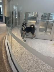 Lost Male Dog last seen Near east 41 place , Los Angeles, CA 90011