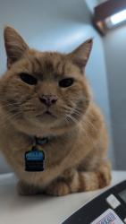 Lost Male Cat last seen Vine Maple St , Eugene OR, Eugene, OR 97405