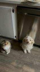 Lost Male Cat last seen Near 108th ave se , Kent, WA 98032