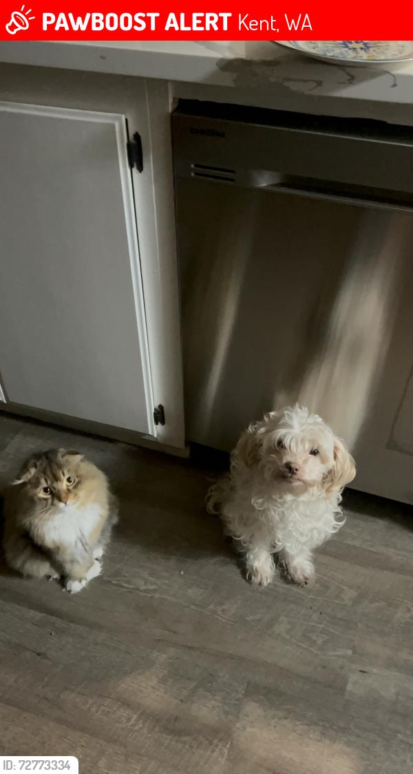 Lost Male Cat last seen Near 108th ave se , Kent, WA 98032