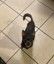 Lost Male Dog last seen Russet st, Oakland, CA 94603