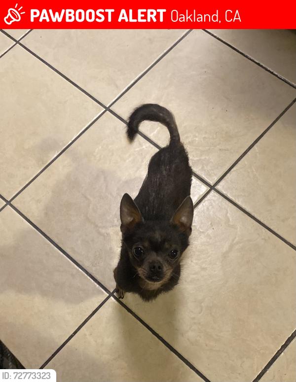 Lost Male Dog last seen Russet st, Oakland, CA 94603