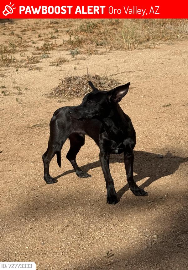 Lost Male Dog last seen Tangerine and Sage Brook Rd, Oro Valley, AZ 85737