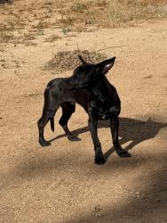 Lost Male Dog last seen Tangerine and Sage Brook Rd, Oro Valley, AZ 85737