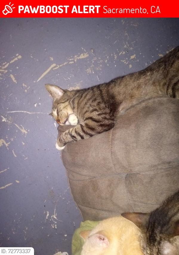 Lost Male Cat last seen Eleanor and branch , Sacramento, CA 95815