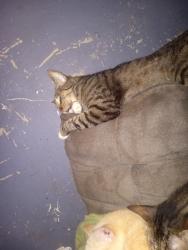 Lost Male Cat last seen Eleanor and branch , Sacramento, CA 95815