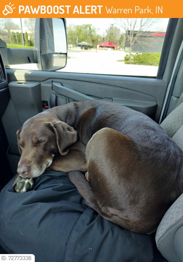 Found/Stray Female Dog last seen Western Select drive and Shadelandd Ave on the East side off Indianapolis, Warren Park, IN 46219