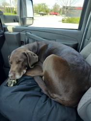 Found/Stray Female Dog last seen Western Select drive and Shadelandd Ave on the East side off Indianapolis, Warren Park, IN 46219
