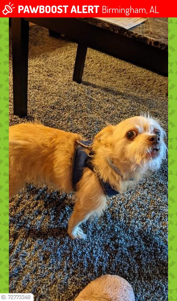Lost Male Dog last seen Goldenrod Drive, Birmingham, AL 35215