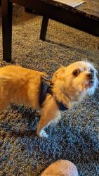 Lost Male Dog last seen Goldenrod Drive, Birmingham, AL 35215