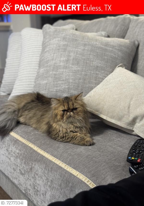 Lost Female Cat last seen grge , Euless, TX 76039