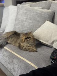 Lost Female Cat last seen grge , Euless, TX 76039
