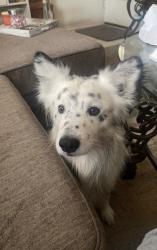 Lost Male Dog last seen 22nd and Country Club, Tucson, AZ 85716