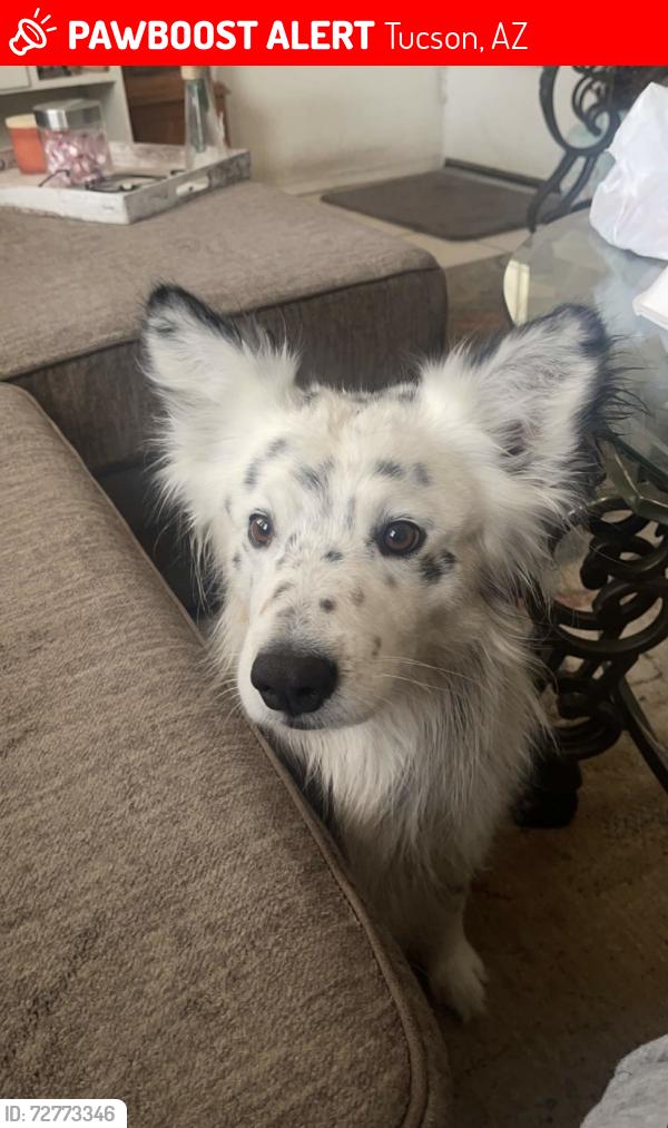 Lost Male Dog last seen 22nd and Country Club, Tucson, AZ 85716