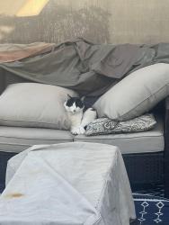 Lost Male Cat last seen Mountain and 14th, Upland, CA 91786