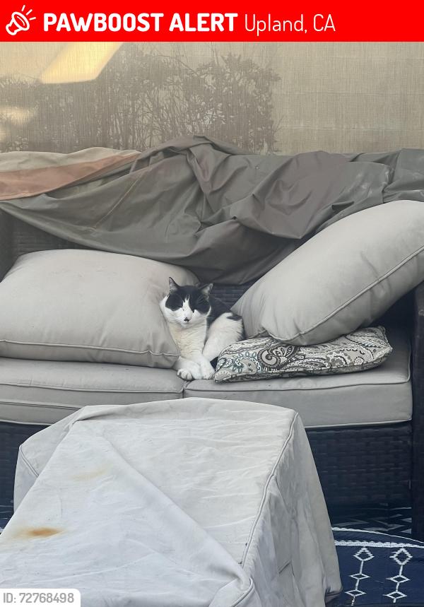 Lost Male Cat last seen Mountain and 14th, Upland, CA 91786