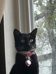 Lost Female Cat last seen yale ct chesapeake VA 23324, Chesapeake, VA 23324
