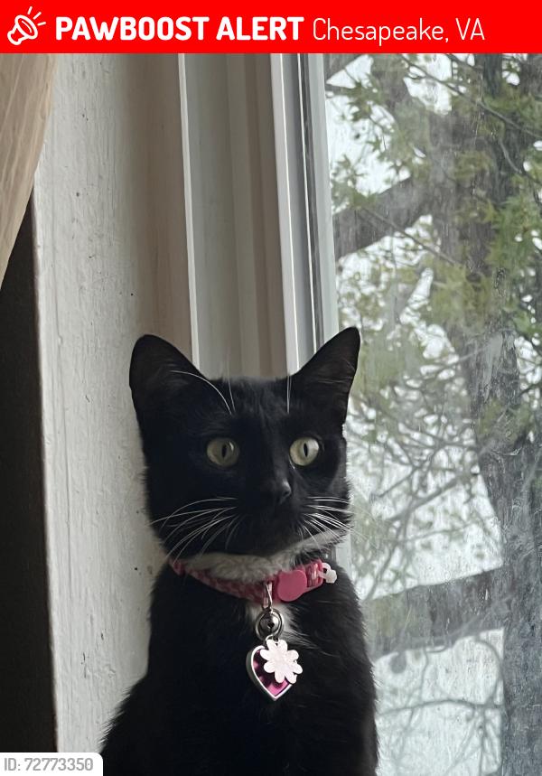 Lost Female Cat last seen yale ct chesapeake VA 23324, Chesapeake, VA 23324