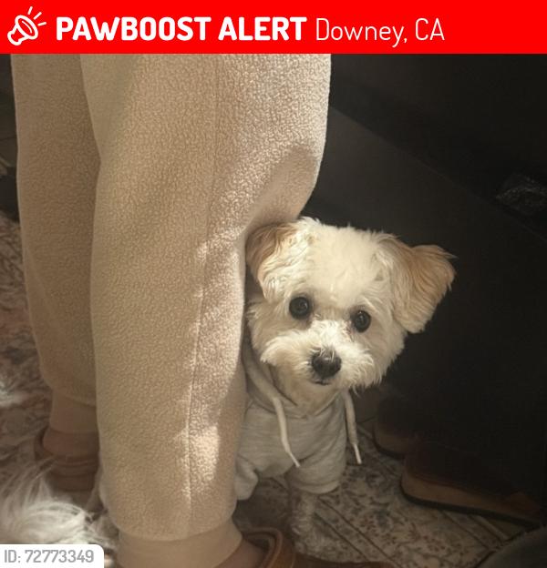 Lost Male Dog last seen Deviner ave and Downey , Downey, CA 90242