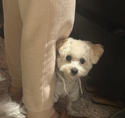 Lost Male Dog last seen Deviner ave and Downey , Downey, CA 90242