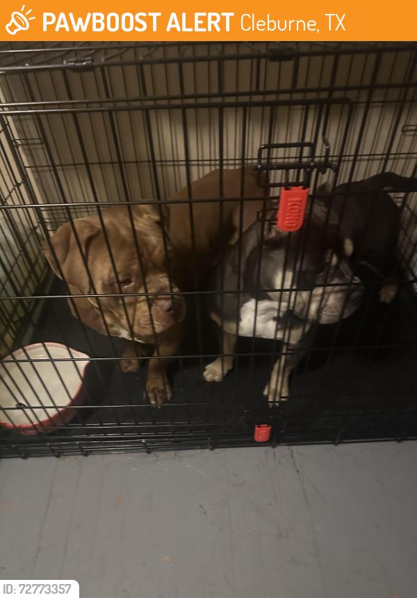 Found/Stray Male Dog last seen Down the road from sonic , Cleburne, TX 76031
