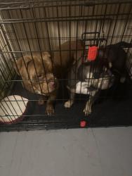 Found/Stray Male Dog last seen Down the road from sonic , Cleburne, TX 76031