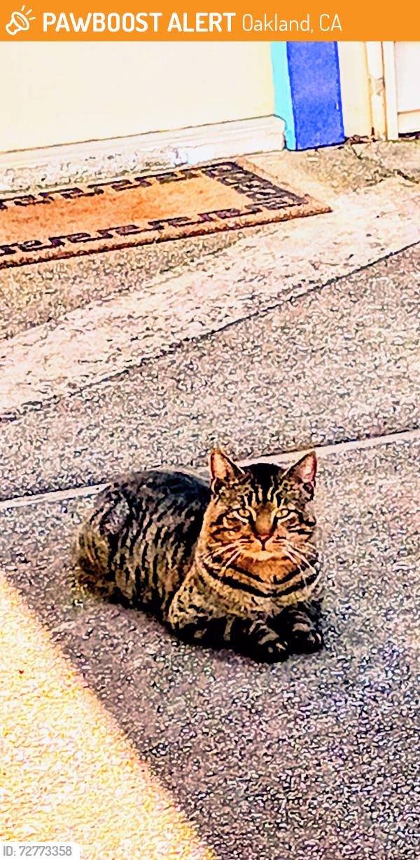 Found/Stray Unknown Cat last seen Holmes and Winthrope Street , Oakland, CA 94605