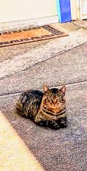 Found/Stray Unknown Cat last seen Holmes and Winthrope Street , Oakland, CA 94605