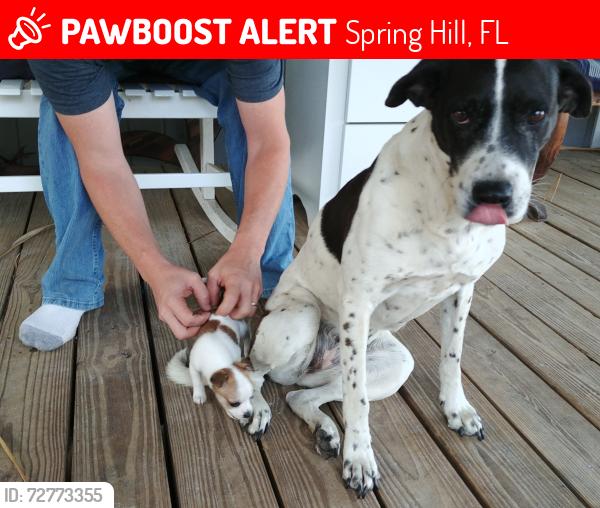 Lost Female Dog last seen Hudson ave near hays, Spring Hill, FL 34610