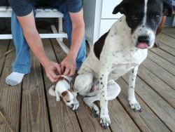 Lost Female Dog last seen Hudson ave near hays, Spring Hill, FL 34610