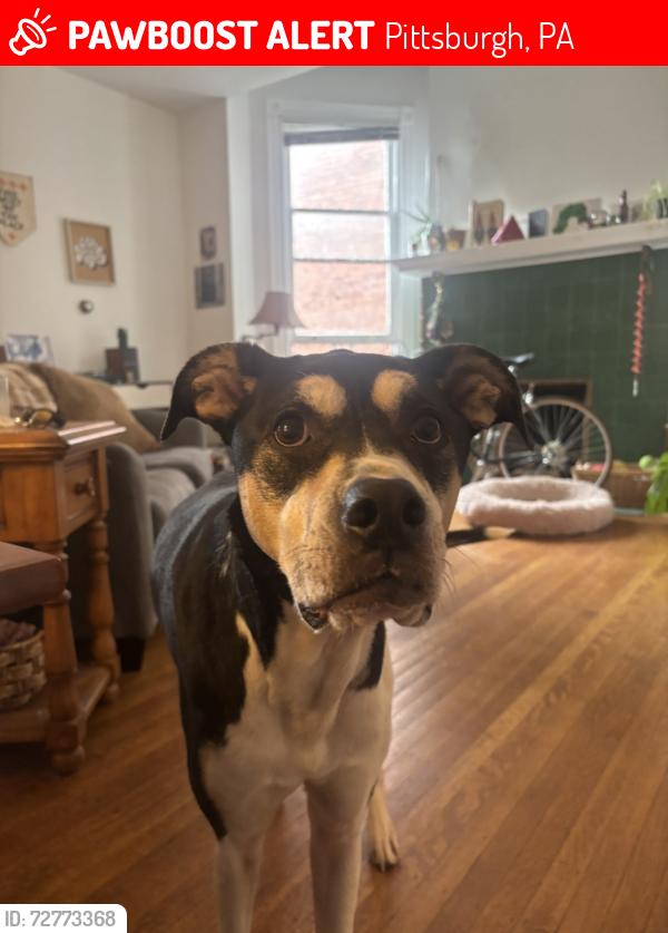 Lost Female Dog last seen walgreens, brian’s pub, Pittsburgh, PA 15221