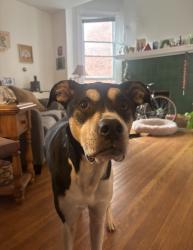 Lost Female Dog last seen walgreens, brian’s pub, Pittsburgh, PA 15221