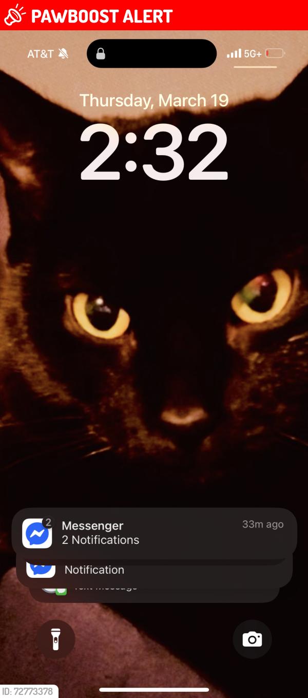 Lost Female Cat last seen Popeys, Tesson Ferry Township, MO 63128