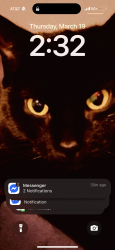 Lost Female Cat last seen Popeys, Tesson Ferry Township, MO 63128