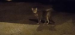 Found/Stray Unknown Cat last seen Fisk and Western, Green Bay, WI 54303