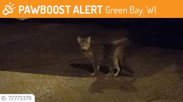 Found/Stray Unknown Cat last seen Fisk and Western, Green Bay, WI 54303
