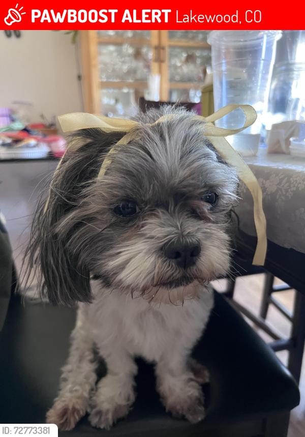 Lost Male Dog last seen 9th & Carr , Lakewood, CO 80214