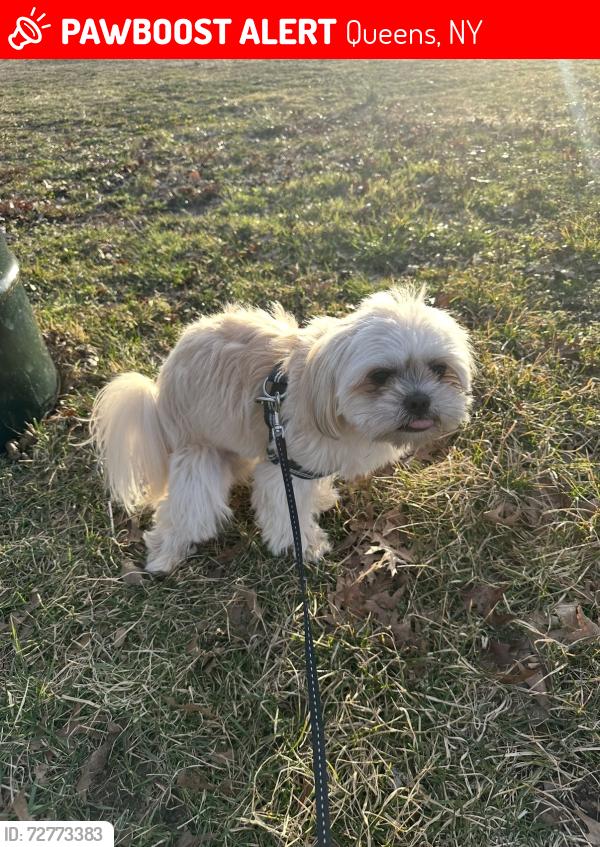 Lost Male Dog last seen Springfield gardens park , Queens, NY 11434