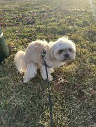 Lost Male Dog last seen Springfield gardens park , Queens, NY 11434