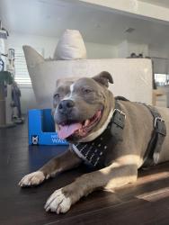 Lost Male Dog last seen Stanford ave , South Gate, CA 90280