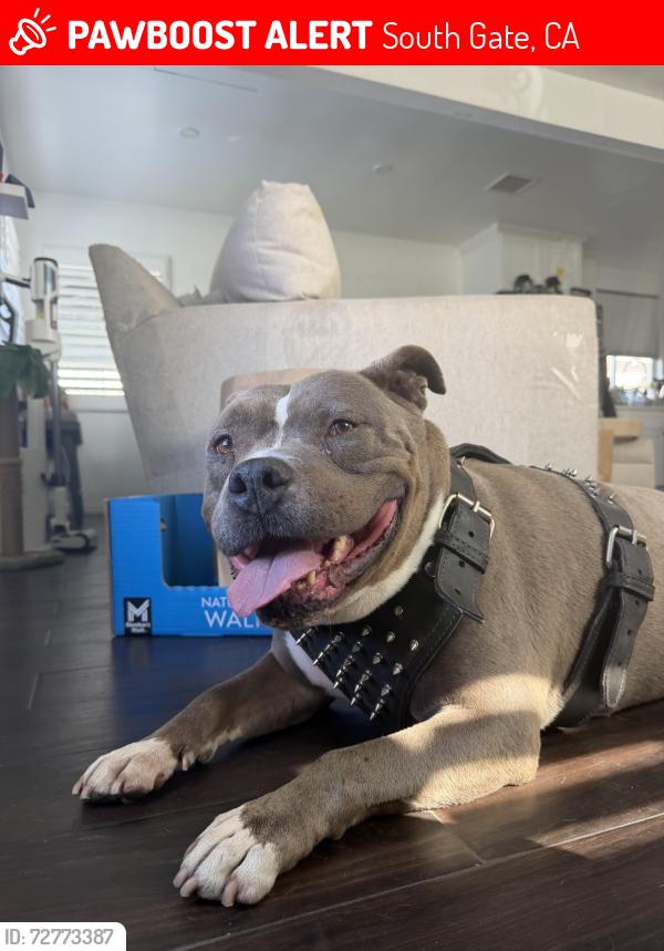 Lost Male Dog last seen Stanford ave , South Gate, CA 90280