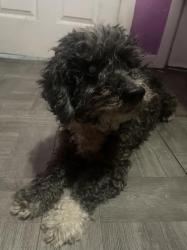 Lost Male Dog last seen Near W 70th St , Los Angeles, CA 90044